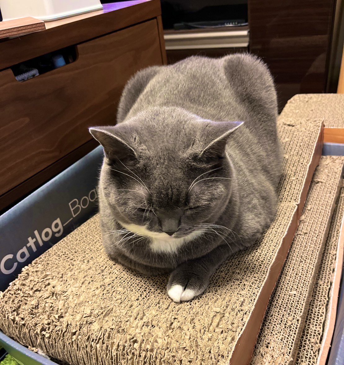 爪とぎして満足して、そのままうたた寝するﾈｺﾁｬﾝ🐈‍⬛
#猫のいる幸せ 
#ブリティッシュショートヘア 
#猫がいる生活 #猫好きさんと繫がりたい #猫がいる暮らし #猫 #cat #ねこ