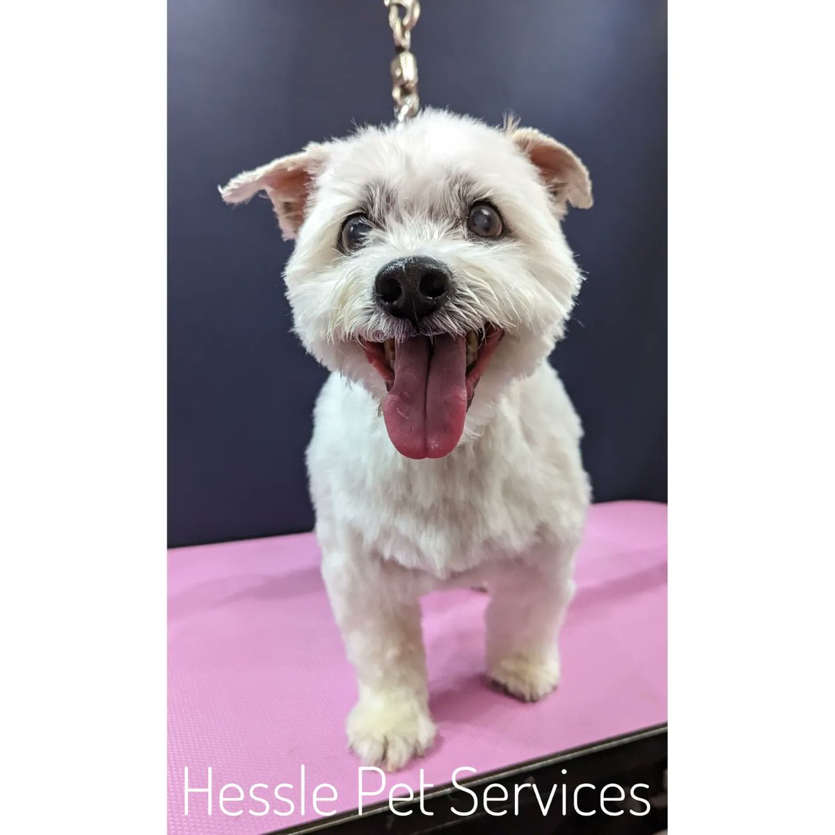 He feels wonderful after his full groom which included his skin spa treatment from @peanutandpicklecompany 🥳🎉🥳
#DogGroomer #Hessle #Mongrel #RescueDog #SeniorDog #DogsOfTwitter