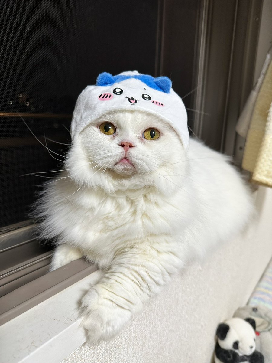 rrmcat's tweet photo. ちいかわのねこのかぶりもの可愛い🥰ラウちゃんとロゼちゃんはサイズが小さくて被れなかったけどミミちゃんはゆるっと被れるサイズでした✨
#cat #猫 #猫がいる暮らし #猫好きさんと繋がりたい https://t.co/dIPU25Msk2