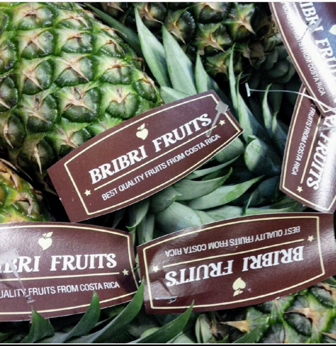 BriBriFruits
<a href="/BriBriFruits/">BribriFruits</a>  la #piña es considerada como una de las frutas tropicales más apetecidas del #mundo #sabordecostarica #descubrecostarica #disfrutadelapiña #healthybribrifruitslifestyle #MeGustaLaFruta