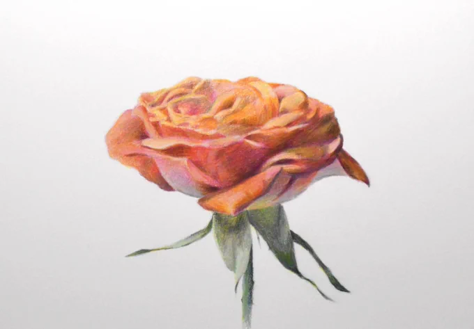 短時間で花を描いたやつ。#色鉛筆画 #色鉛筆 