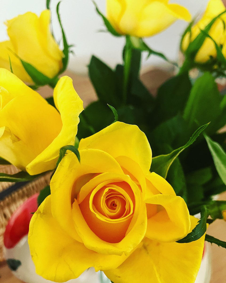 My favourite, #yellowroses 💛