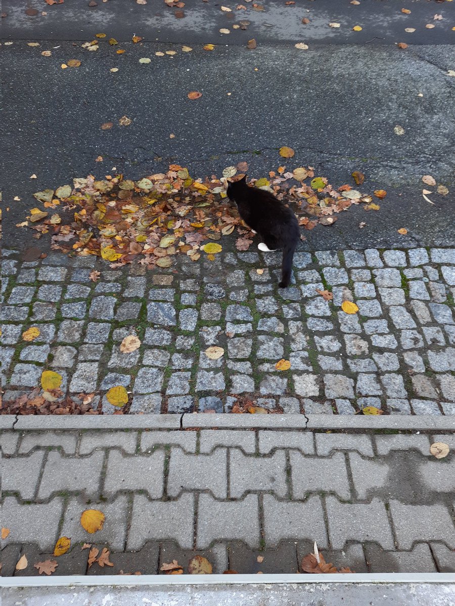 Jeden Tag gibt's frisches Wasser und er säuft immer diese Dreckbrühe