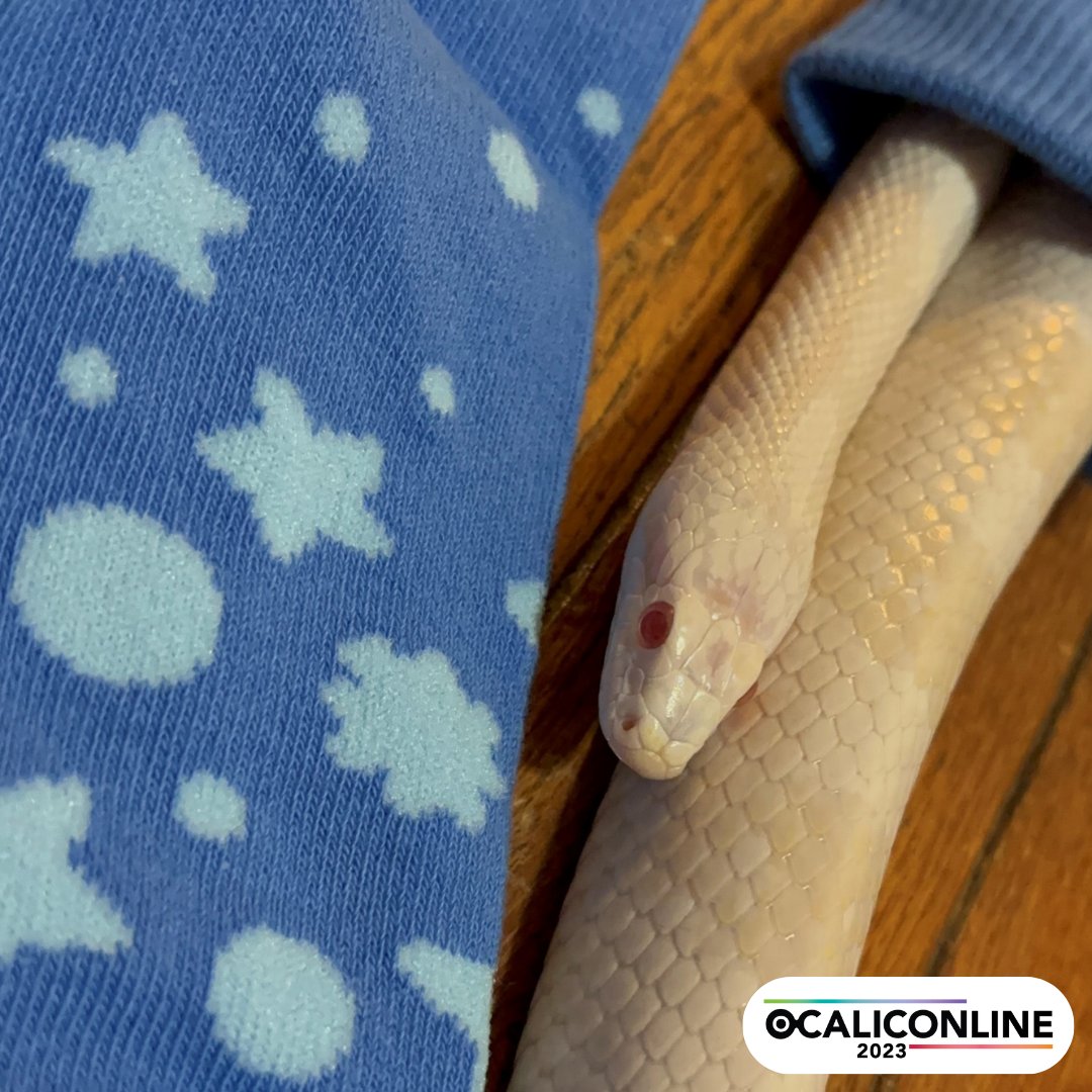 ataem_ocali's tweet photo. Katie Robinson's snake, Mini Me, wanted to join in on the #OCALICON2023 sock fun, too!
#PetsOfOCALICON https://t.co/FE4AG4wWP9