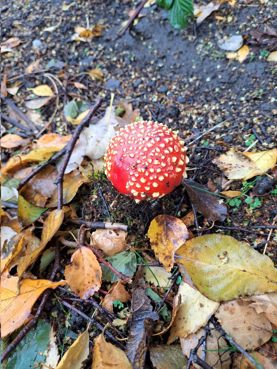 tangerinemuppet's tweet photo. @jennyeclair These grow at the end of my street (Scotland) 🍄🍄🍄 https://t.co/Jv09rU6Bf4