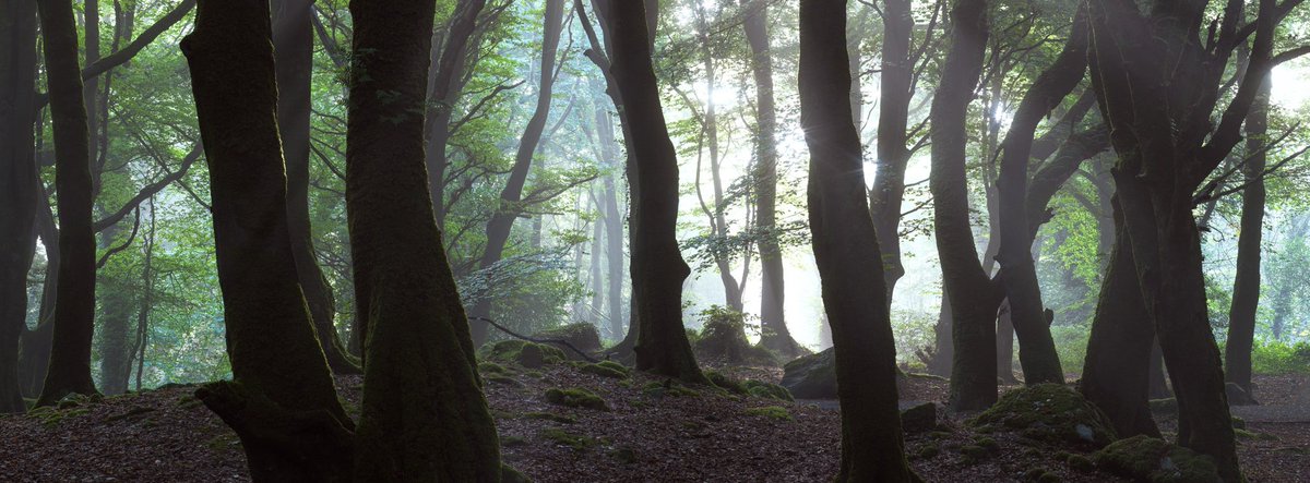 PJ Rankin tweet media