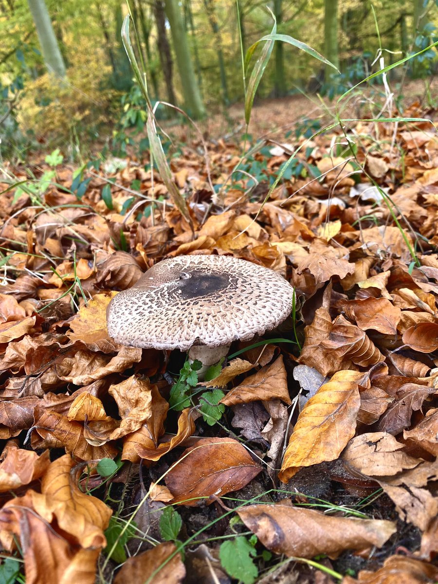 eddietheaker's tweet photo. Some photos taken on our #walk this morning in #harlingwoods still some lovely #Autumn #colours about both on & off the #trees & #leaves , along with plenty of #fungi ..
#woods
#harling #breckland #Norfolk https://t.co/e8xMh2pZq4