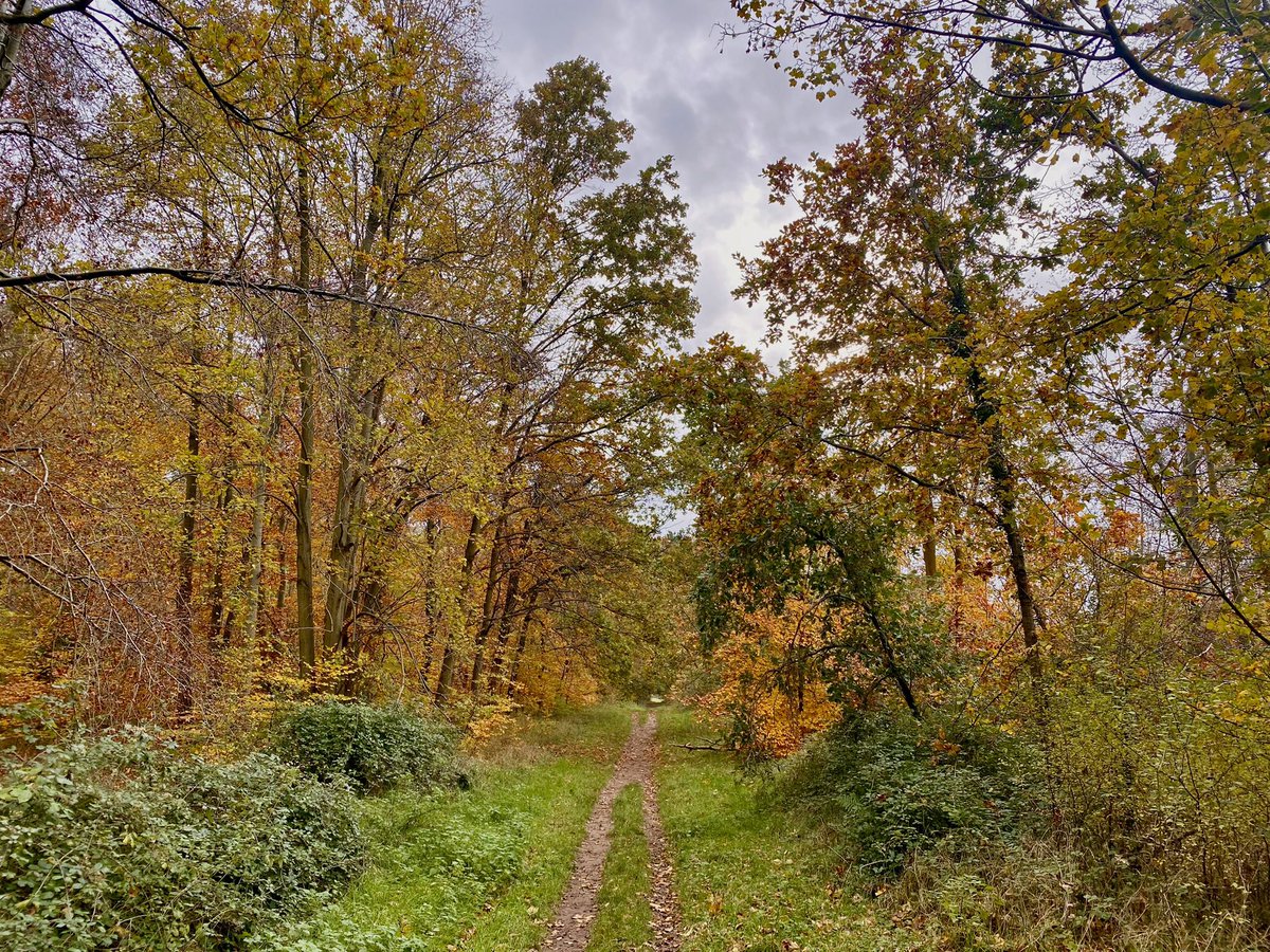 eddietheaker's tweet photo. Some photos taken on our #walk this morning in #harlingwoods still some lovely #Autumn #colours about both on & off the #trees & #leaves , along with plenty of #fungi ..
#woods
#harling #breckland #Norfolk https://t.co/e8xMh2pZq4