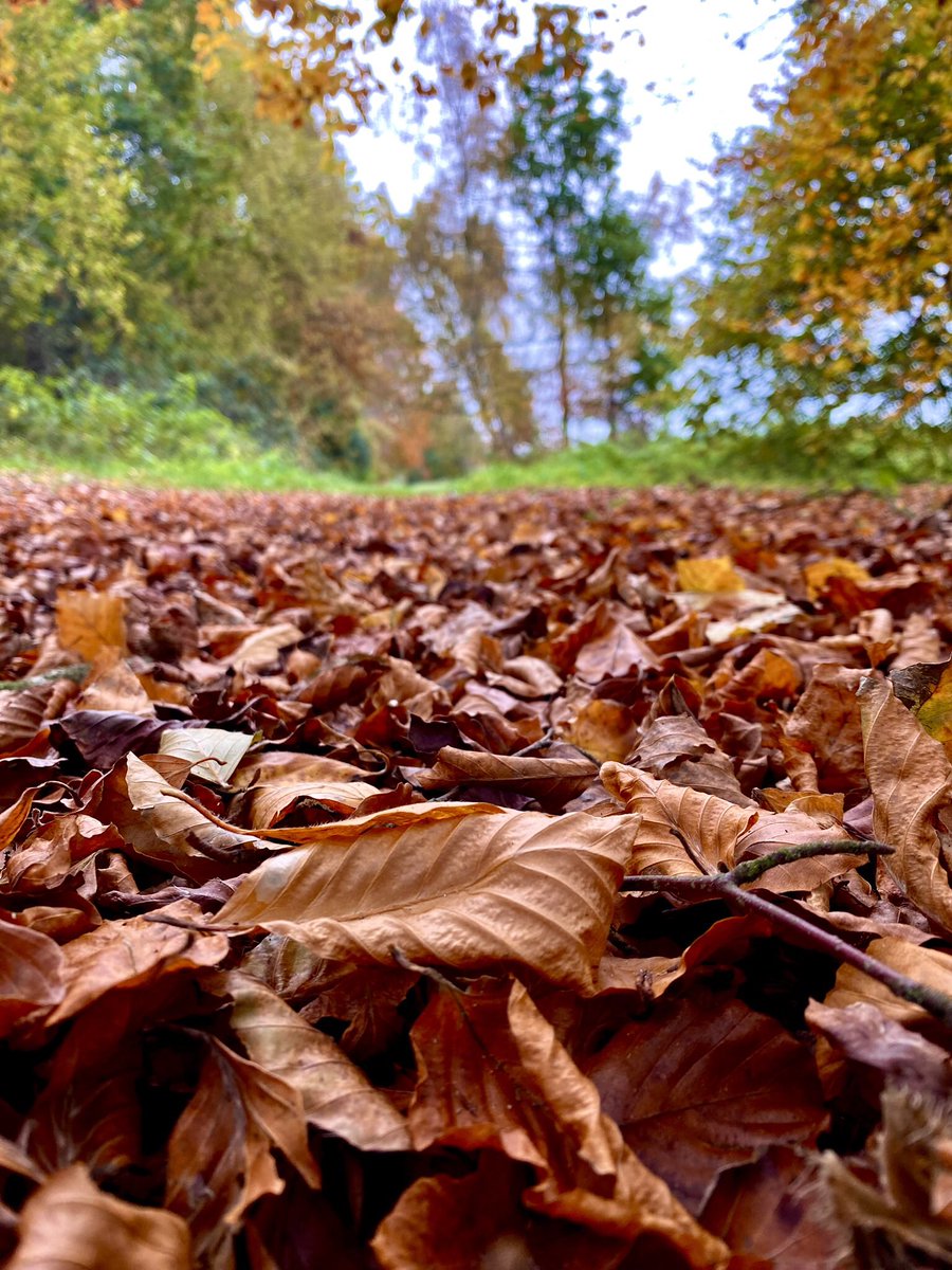 eddietheaker's tweet photo. Some photos taken on our #walk this morning in #harlingwoods still some lovely #Autumn #colours about both on & off the #trees & #leaves , along with plenty of #fungi ..
#woods
#harling #breckland #Norfolk https://t.co/e8xMh2pZq4