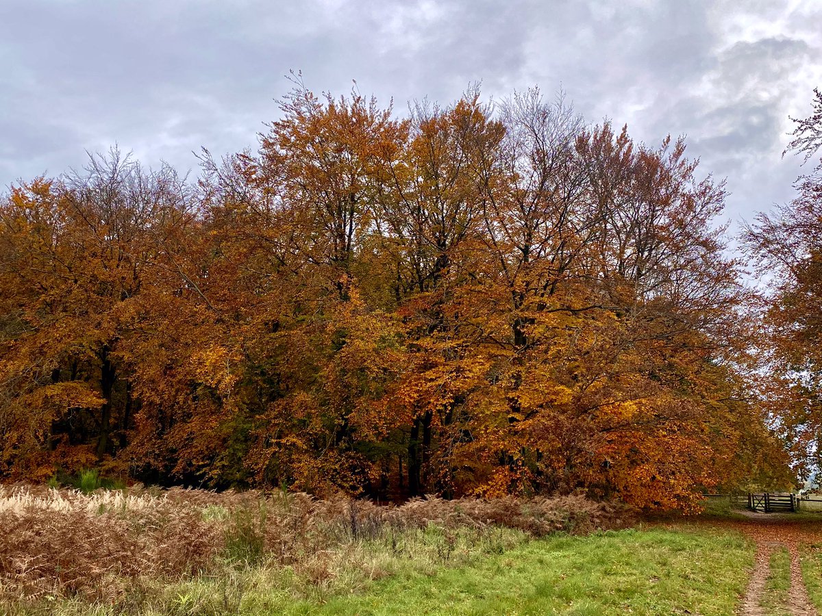 eddietheaker's tweet photo. Some photos taken on our #walk this morning in #harlingwoods still some lovely #Autumn #colours about both on & off the #trees & #leaves , along with plenty of #fungi ..
#woods
#harling #breckland #Norfolk https://t.co/e8xMh2pZq4