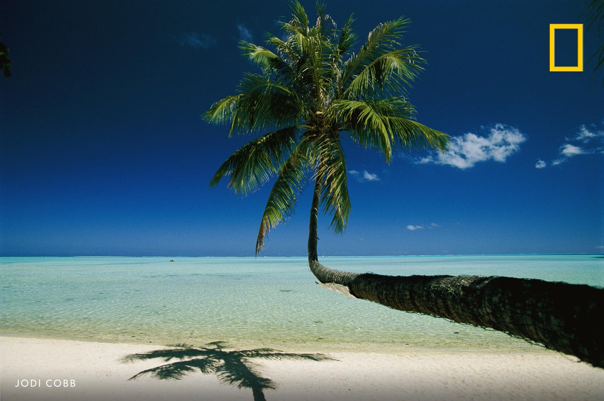 A large palm tree grows across a beach in Bora Bora, Society Islands, French Polynesia.