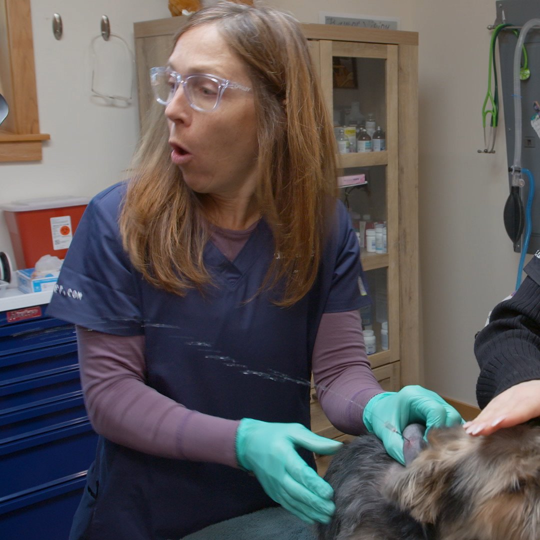 NatGeoAnimals's tweet photo. From husky cuddles to piggy pedicures, there's a lot of love and care to go around ❤️ Catch an all-new #YukonVet, Saturday at 10/9c on Nat Geo WILD. https://t.co/CgIq47CAmw