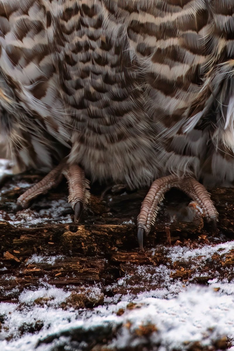 'Go, go gadget snowshoes!' - ruffed grouse, pretty much Did you know that ruffed grouse grow projections off their toes in the fall? These comb-like projections help them walk on snow! 📷 Grayson Smith/USFWS