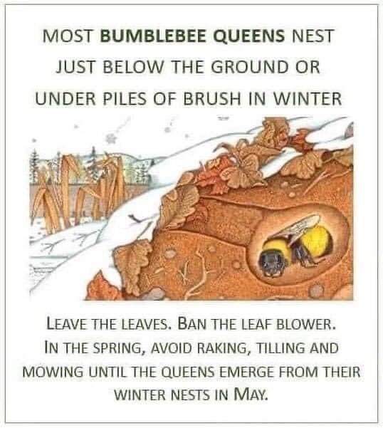 Please #leavetheleaves for #bees #pollinators #wildscaping #biodiversity