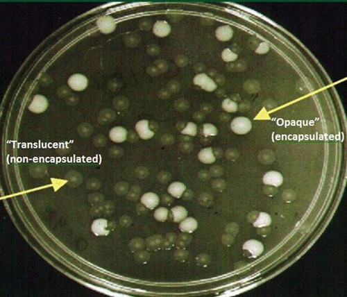 #MicrobeoftheMonth! Who am I?

1) I'm commonly associated with shellfish.
2) I can cause gastrointestinal and wound infections.
3) Due to climate change, the number of infections I cause is expected to rise.

Think you know? Comment below!