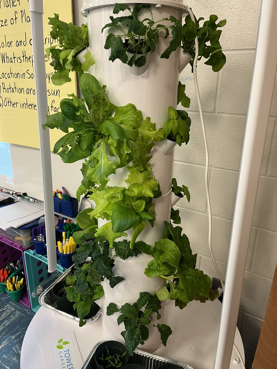 TruaxEduc's tweet photo. How does your garden grow? STEM clubs hydroponics tower is almost ready to harvest. @WCE_HCS @drobinsonedu @drhafza #stemHenry https://t.co/NyUWxEBBwF