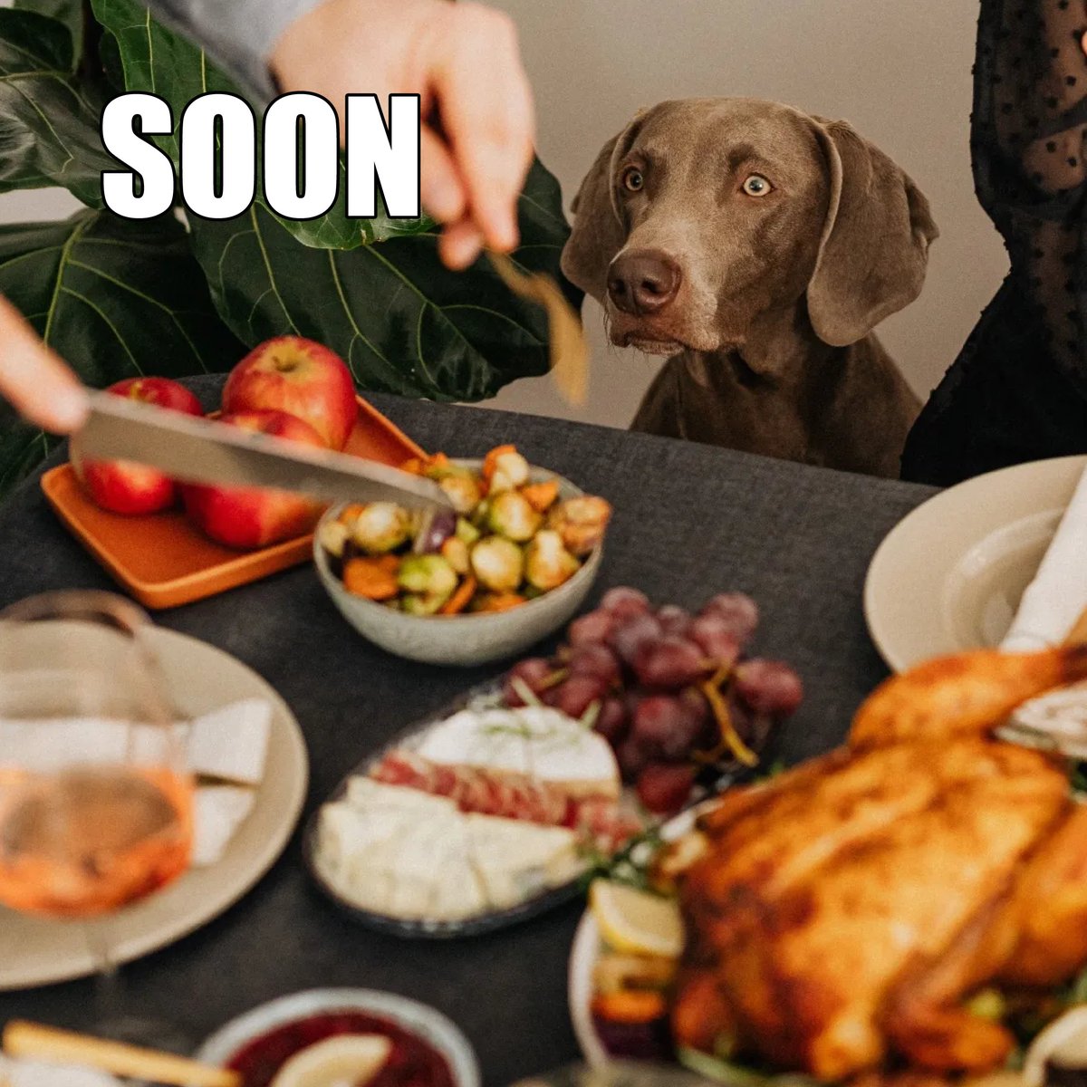 snugarooz's tweet photo. Turkey Dreams, Dog Schemes... Soon! 🍗🐾 https://t.co/LSpRk4aMG7