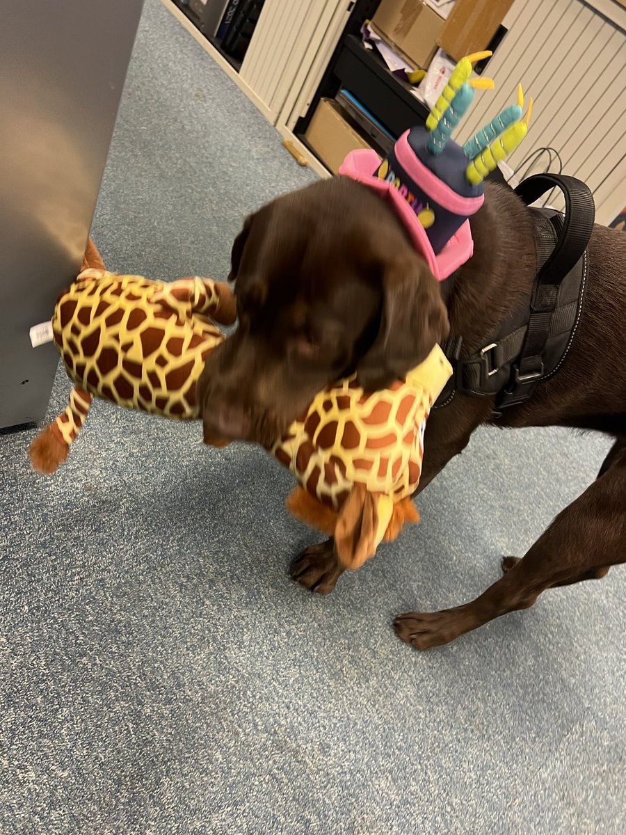 LiaWired's tweet photo. Having so much fun for my Birfday! I even chomped de biggest sausage I seen, nearly as long as me! De Hoomans @WiredP had to search for it as dey didn’t believe I eats it as quick as I did! #GamerDog #IndieGames #indieGames #ChocolateLab #DogsInGames #OfficeDog #OfficeMotivator https://t.co/hwi3YS9n2A