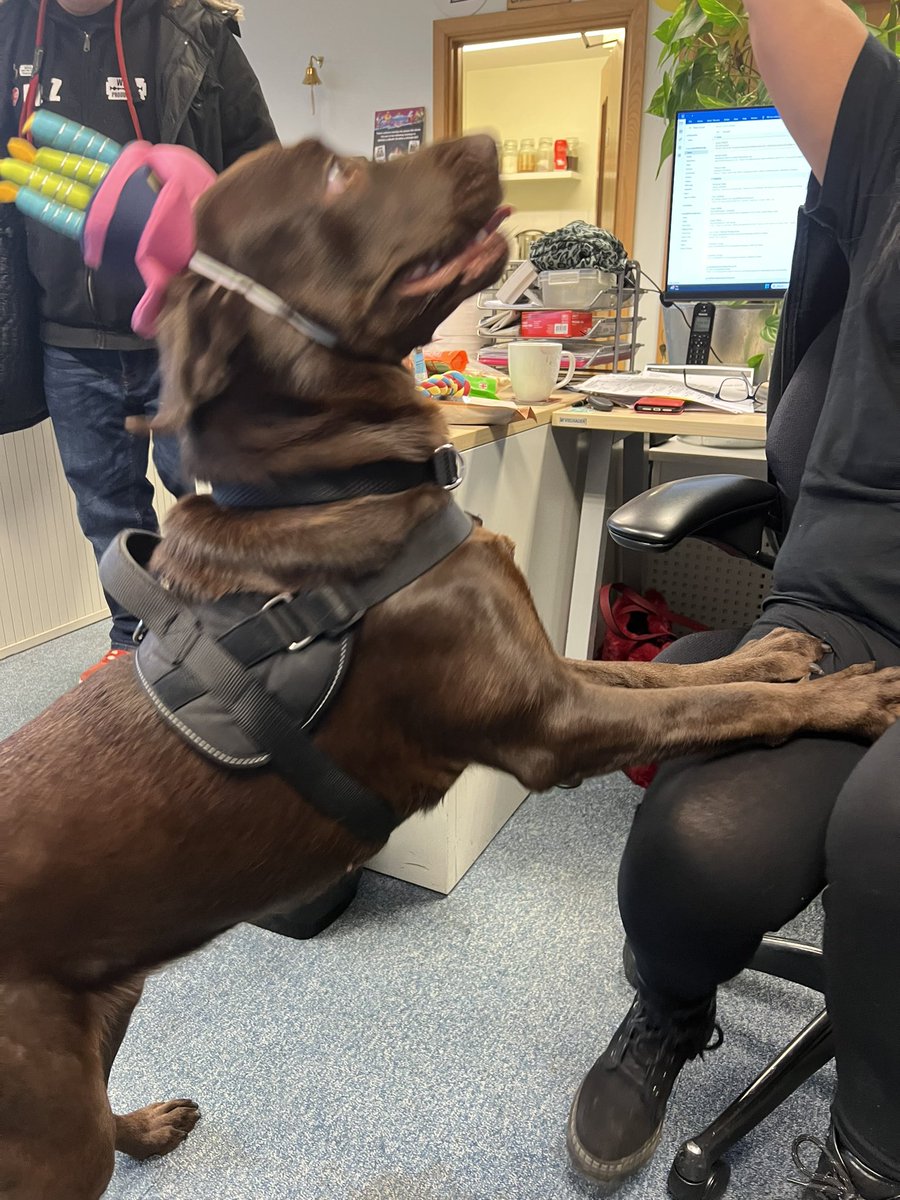 LiaWired's tweet photo. Having so much fun for my Birfday! I even chomped de biggest sausage I seen, nearly as long as me! De Hoomans @WiredP had to search for it as dey didn’t believe I eats it as quick as I did! #GamerDog #IndieGames #indieGames #ChocolateLab #DogsInGames #OfficeDog #OfficeMotivator https://t.co/hwi3YS9n2A