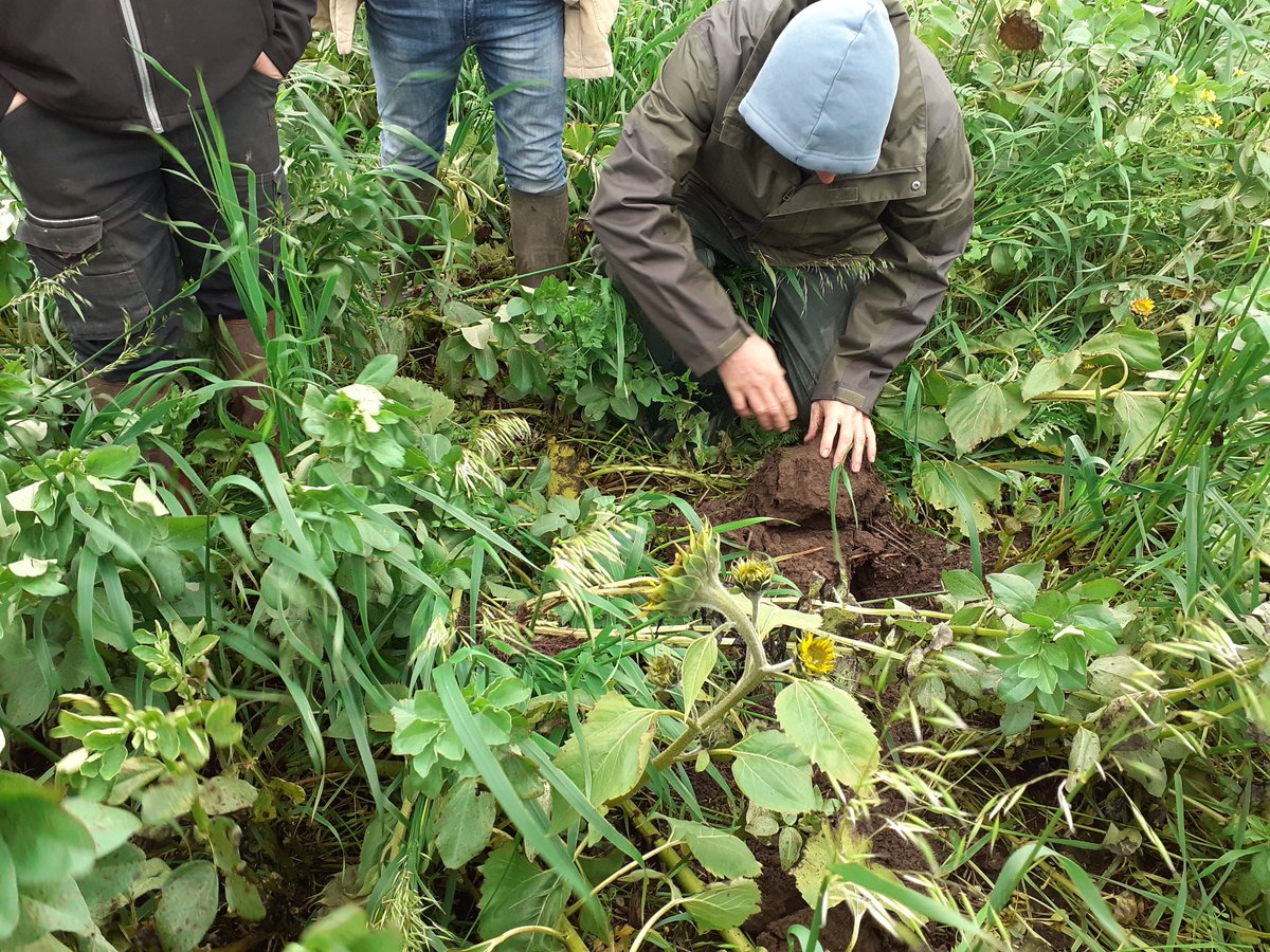 Ce matin c'était tour de plaine dans les colzas, couvert, féverole, lin et premières céréales. Plus de 300 mm depuis le 20 octobre, des sols détrempés et seulement 20% des céréales semées...