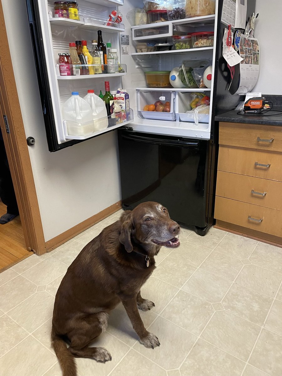 NalaNannie's tweet photo. Yesterday was #NationalCleanOutYourRefrigeratorDay. Nanny and I took on the challenge. Bonus … lots of little left overs that made for some yummy pup treats! #AlwaysWillingToHelp #DogsOfTwitter @optimusgearco https://t.co/M0buvBiK9w