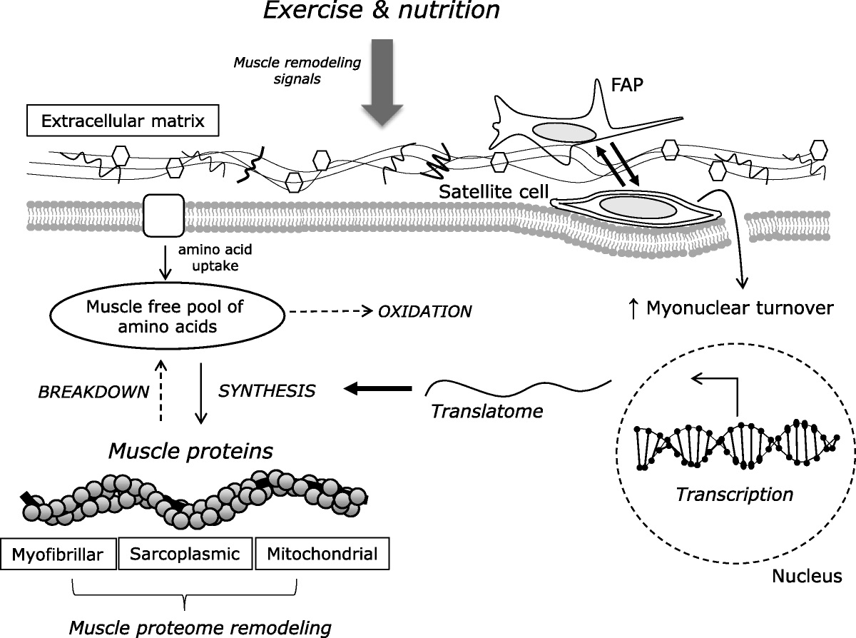 Exercise and Sport Sciences Reviews (@essronline) on Twitter photo In today's #tbt article <a href="/Nicholas_Burd/">Nicholas Burd</a> & <a href="/mike_delisio/">Mike De Lisio</a> outline evidence to show that interactions between muscle stem cells and protein turnover facilitate both hypertrophic and nonhypertrophic muscle remodeling: brnw.ch/21wEv0e In today's #tbt article <a href="/Nicholas_Burd/">Nicholas Burd</a> & <a href="/mike_delisio/">Mike De Lisio</a> outline evidence to show that interactions between muscle stem cells and protein turnover facilitate both hypertrophic and nonhypertrophic muscle remodeling: brnw.ch/21wEv0e