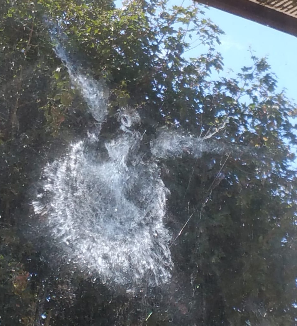 BrenGun12's tweet photo. @ChrisGPackham Look at this! It’s the imprint mark of a pigeon that crashed into our bedroom window before falling to its death on the garden table below.
I think it’s amazing! https://t.co/wzTuxc8cIv