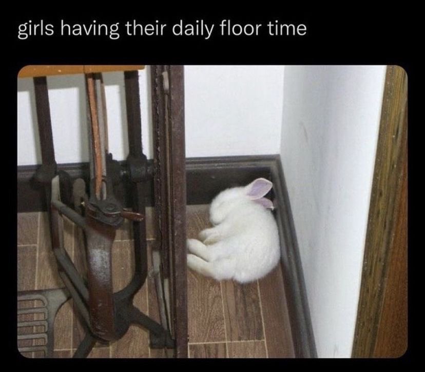 Kitty archives ♡ (@puppierz) on Twitter photo 