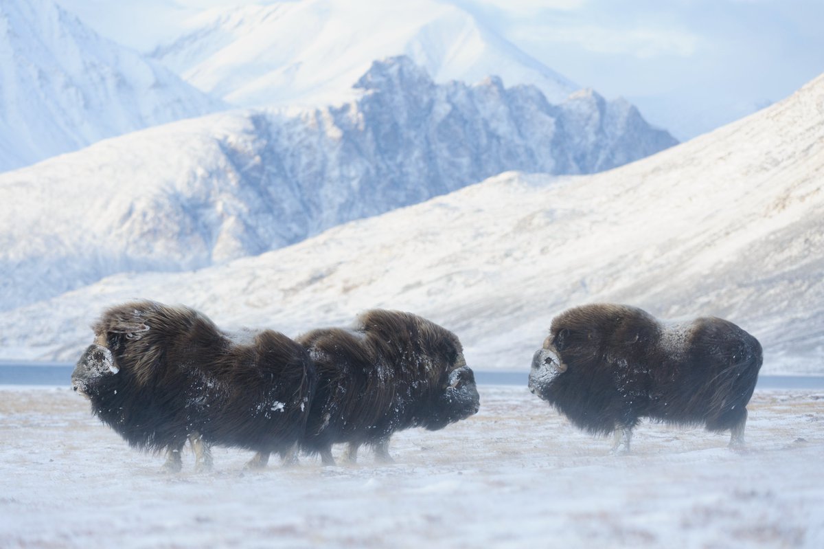 How do you do population genomics in a species without genetic variation? Find out in our new publication in @molecology titled 'Population genomics of the muskox' resilience in the near absence of genetic variation' 🧵 ⬇️⬇️⬇️ onlinelibrary.wiley.com/doi/10.1111/me… Photo credit: @Lars_Holst
