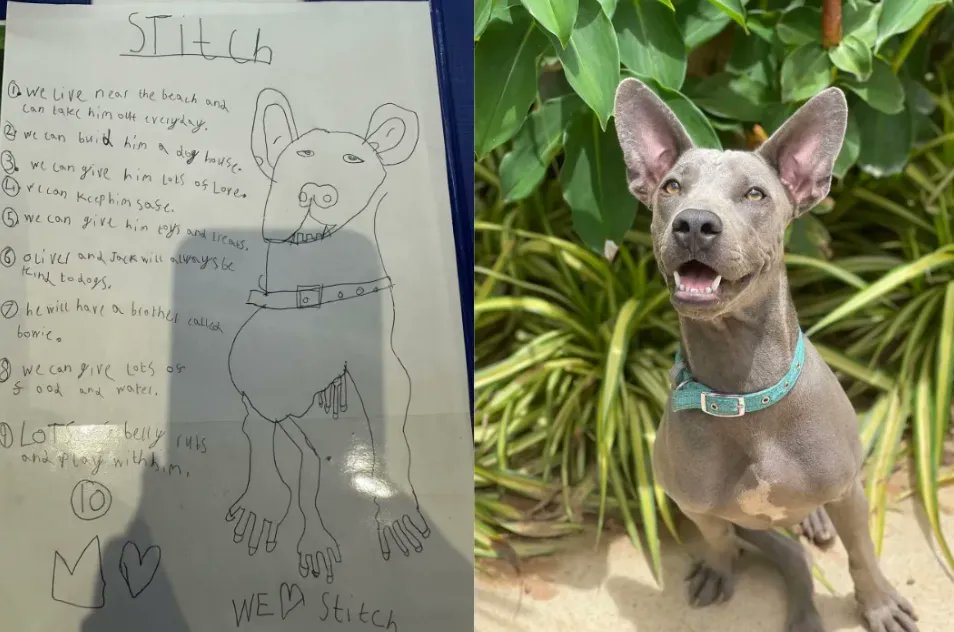 Step By Step Change Is Coming For The Dogs Of The World 🐶🙏🥰

Sometimes the street dog problem can seem absolutely daunting with at least 500 million around the world.

When I was on the plane recently to America I remember flying over whole countries and thinking about all the