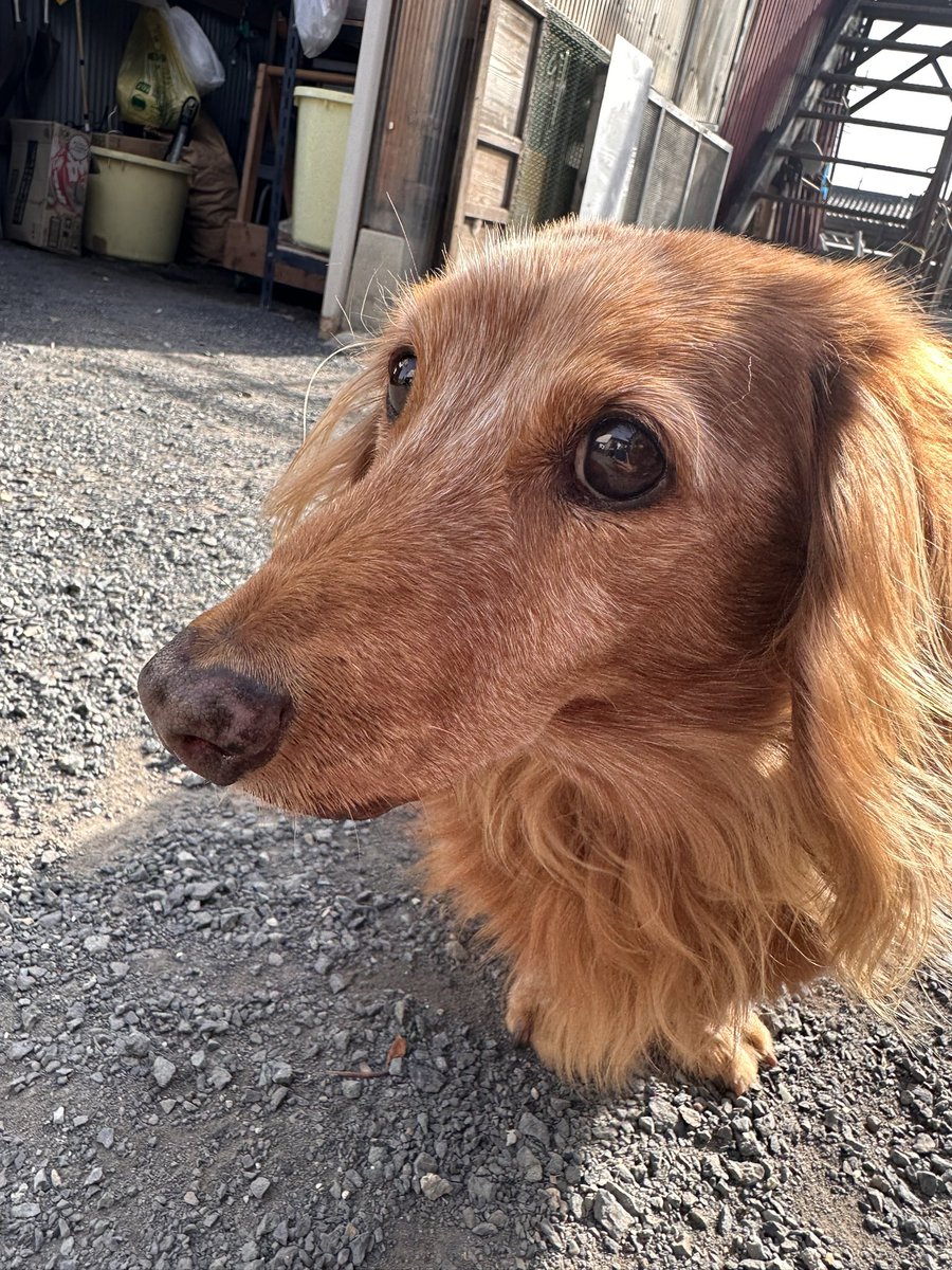 0217Gumi's tweet photo. 11月16日　午後12時頃　群馬県太田市新田小金井町　(ラーメン滋悟朗さん付近)で
ミニチュアダックス♂保護しました。

特徴としては虹色？の首輪をしており、右目の上にホクロがあります。

少しでもご存じの方は連絡ください。
よろしくお願いします。

#群馬県 #群馬県太田市 #迷い犬 #迷い犬情報 https://t.co/UF3rZcF52k