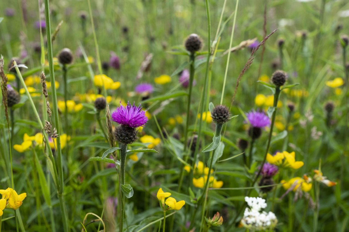 Wildlife and Countryside Link tweet media