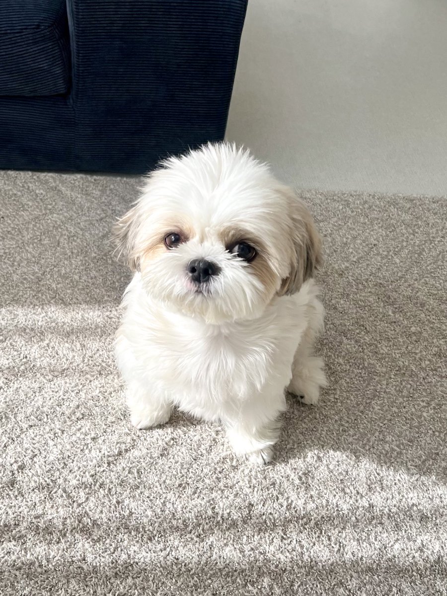 piko_kakarotto's tweet photo. とてもちんまり見えるでしょう。
同僚もこの角度からの写真しか知らなかった後、横姿を初めて見て「あれ？ずいぶん成長しましたね！」と純粋無垢に言ってましたが違います。
胴がめちゃくちゃ長いだけです。 https://t.co/H6djq0ZoDr