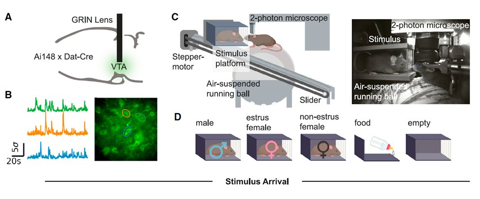 Sweet friends &amp; friendly foods

Overlapping representations of food and social stimuli in mouse VTA dopamine neurons

sciencedirect.com/science/articl…