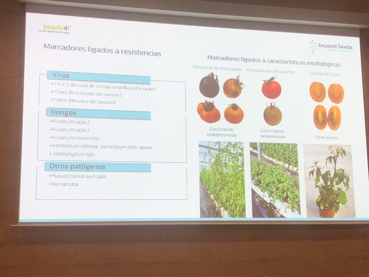 fruittoday's tweet photo. @aytoalm @CesurEdelSur @pitalmeria @caixabank @fundaciongazvi @KimitecGroup @BayerEspana @Bayer4CropsES @beyond_seeds El equipo de @beyond_seeds habla del ‘Caso ORIEL, genotipado de tomate’. Una plataforma de marcadores moleculares que facilita los procesos de selección y mejora genética
‘O propiciamos una nueva revolución verde o colapsaremos como especie en 500-1.000 años’
#GeneraSur https://t.co/8QkB2TO5Cc