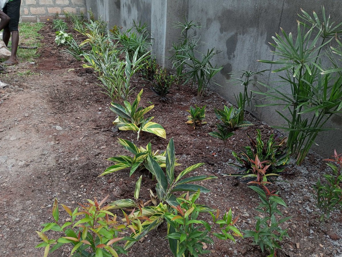This is your season to plant since rains have begun. Take advantage of the rains as early as now. This side we have already put our plants in the ground.

Let's Inspire Freshness
landscapeuganda.com
0778623536
Uganda

#gardening #garden #flowers #plants #nature #gardenlife