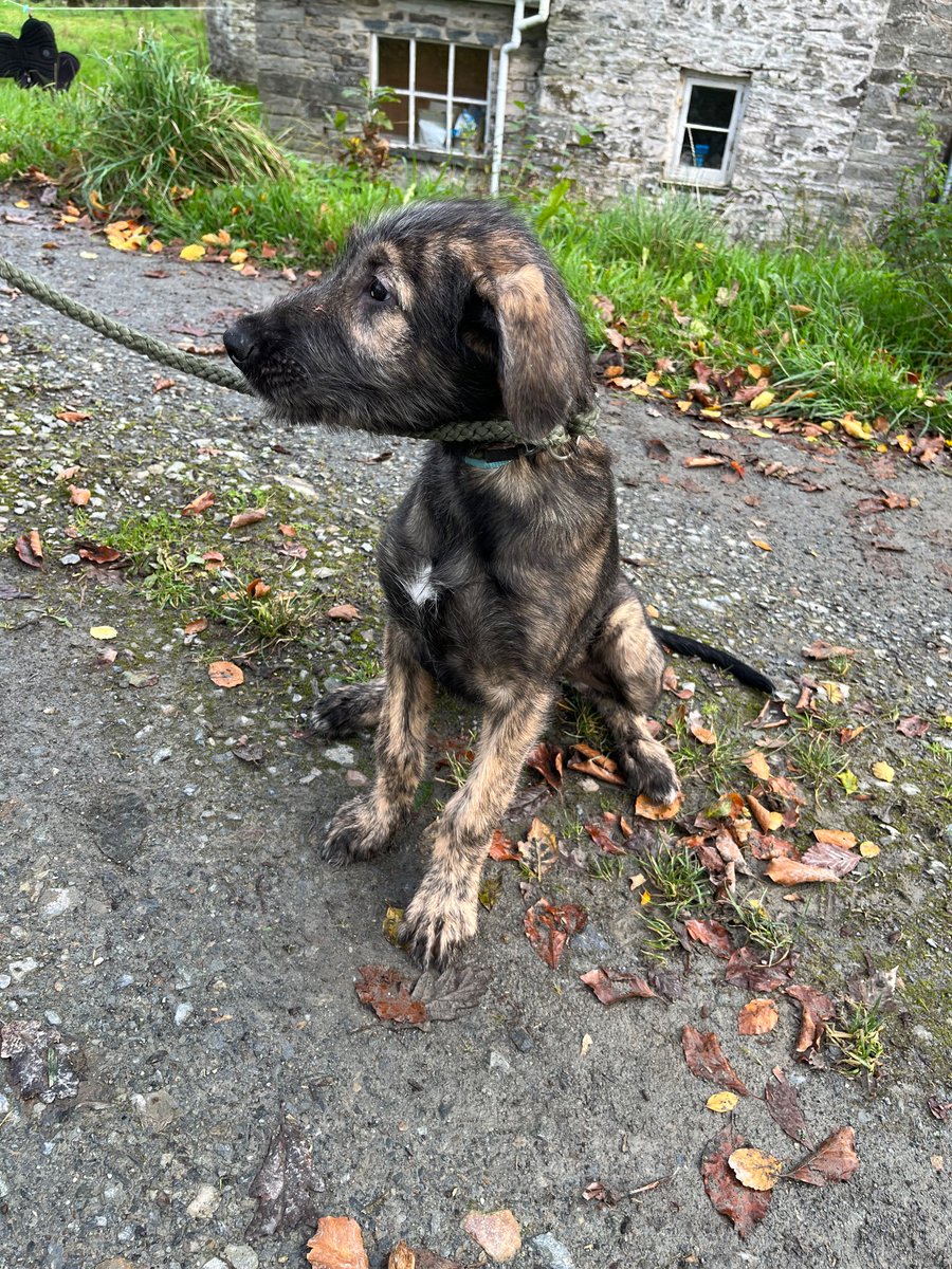 LowCarbMinimal's tweet photo. @CartlandDavid @thecoastguy Yea they’re Irish wolfhounds. We have a pair, 10 stone of “lap dog”. Plus 2 puppies looking for their forever (large!) homes…. Currently 12 weeks old and around 16kg each https://t.co/XahdMMll9a