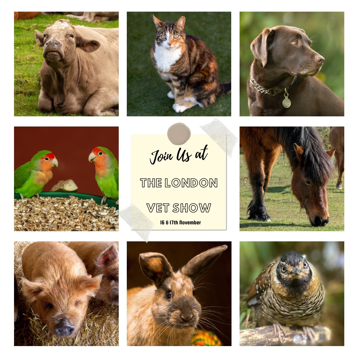 NovacytGroup's tweet image. Today marks the grand opening @VetShow!

We're excited to kick off this event at Stand S50. 

Visit us to explore our #DiagnosticTesting solutions for #VeterinaryMedicine.

Let's make this year's #LondonVetShow2023 memorable!

ow.ly/ajLr50Q0wUC