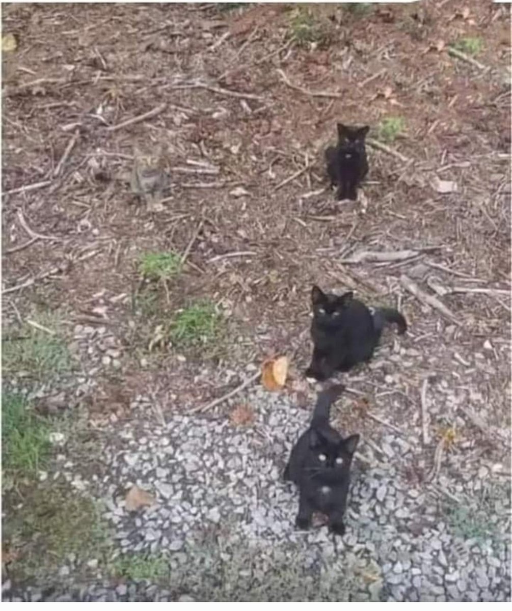 VolpeReal's tweet photo. Se trovi il quarto gatto ritwitta 🔄 e scrivi "trovato" 😹 https://t.co/DxaJiUnmUs