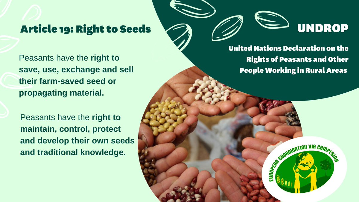 📢🌱ECVC, seed-savers,  GMO-free industry and environmental NGOs sent a statement to EU agriculture  ministers on the dangers of patent applications covering new genomic techniques (new GMOs). 

Farmers' rights to seeds are at risk and we must act now!

👉eurovia.org/wp-content/upl…