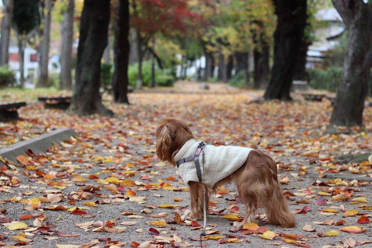 Qtarou13Age's tweet photo. アーニャの休日🐕
池に白鳥が飛来していました、日本で子育てするみたいですね

#cavalierdog
#cavalierkingcharlesspaniel
#kingchrlesspaniel
#cavalierpappy
#cavalierruby
#rubycavalier
#キャバリア
#キャバリアルビー https://t.co/6xlBoy42Xp