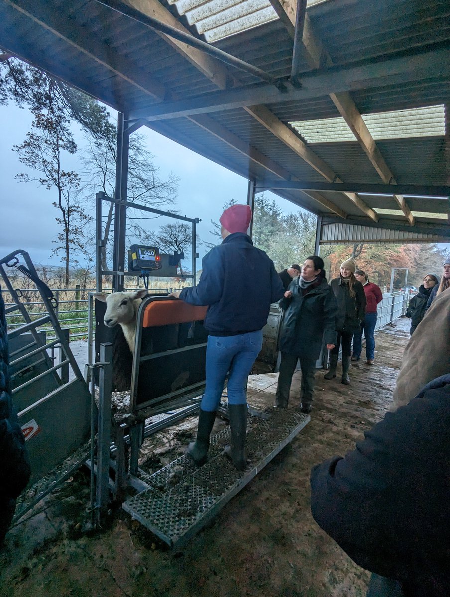 H2020Smart's tweet photo. 🐏We hosted our NWS5 on Tuesday for Sm@RT at Moredun with MRI and SRUC, and had a #workshop, short pitches from some SRUC and MRI PhD students, plus some on #farm demonstrations of our combi-clamp, EID stick reader and electronic weigh head. #PLF in action!

@MoredunComms @SRUC https://t.co/97wjO2QthM