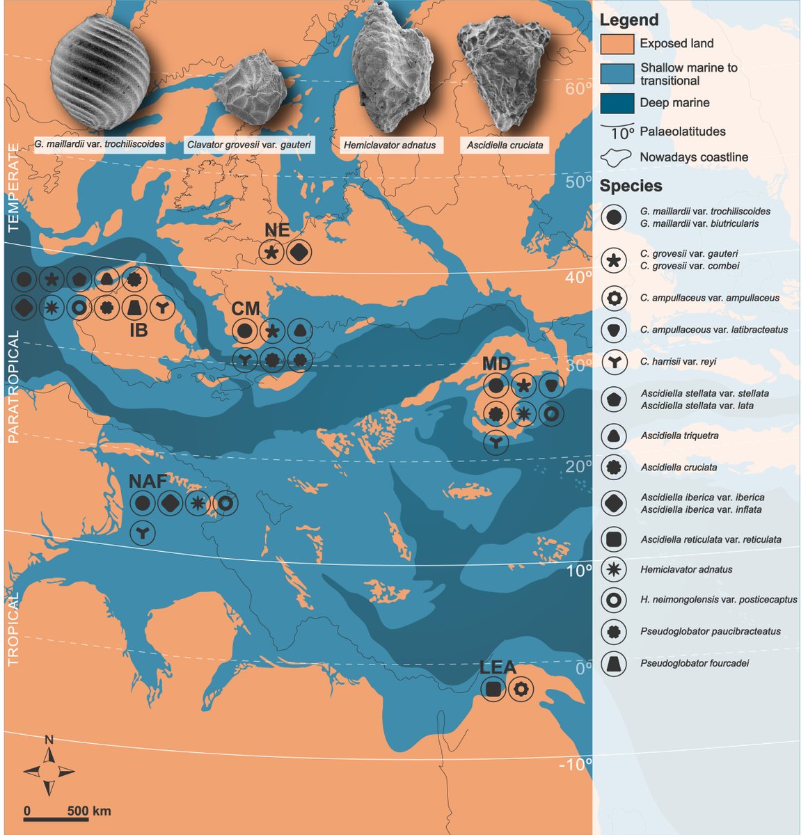 iberinsula's tweet photo. 📣 New paper published in Cretaceous Research by researchers from @iberinsula  and @SedGeology_RG  The Tethyan Archipelago was a differentiated charophyte bioprovince 129-120 million years ago.
https://t.co/ysRGSnrLGT https://t.co/a1BlSoYCRW