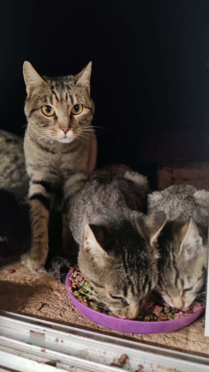 The Wildows Cats tweet media