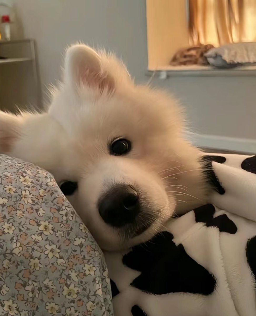 dogonboo's tweet photo. ใครสักคนที่ลืมตาแล้วเจอหน้าในตอนเช้า ข้าวยุไหน https://t.co/oGS5FNjpC6