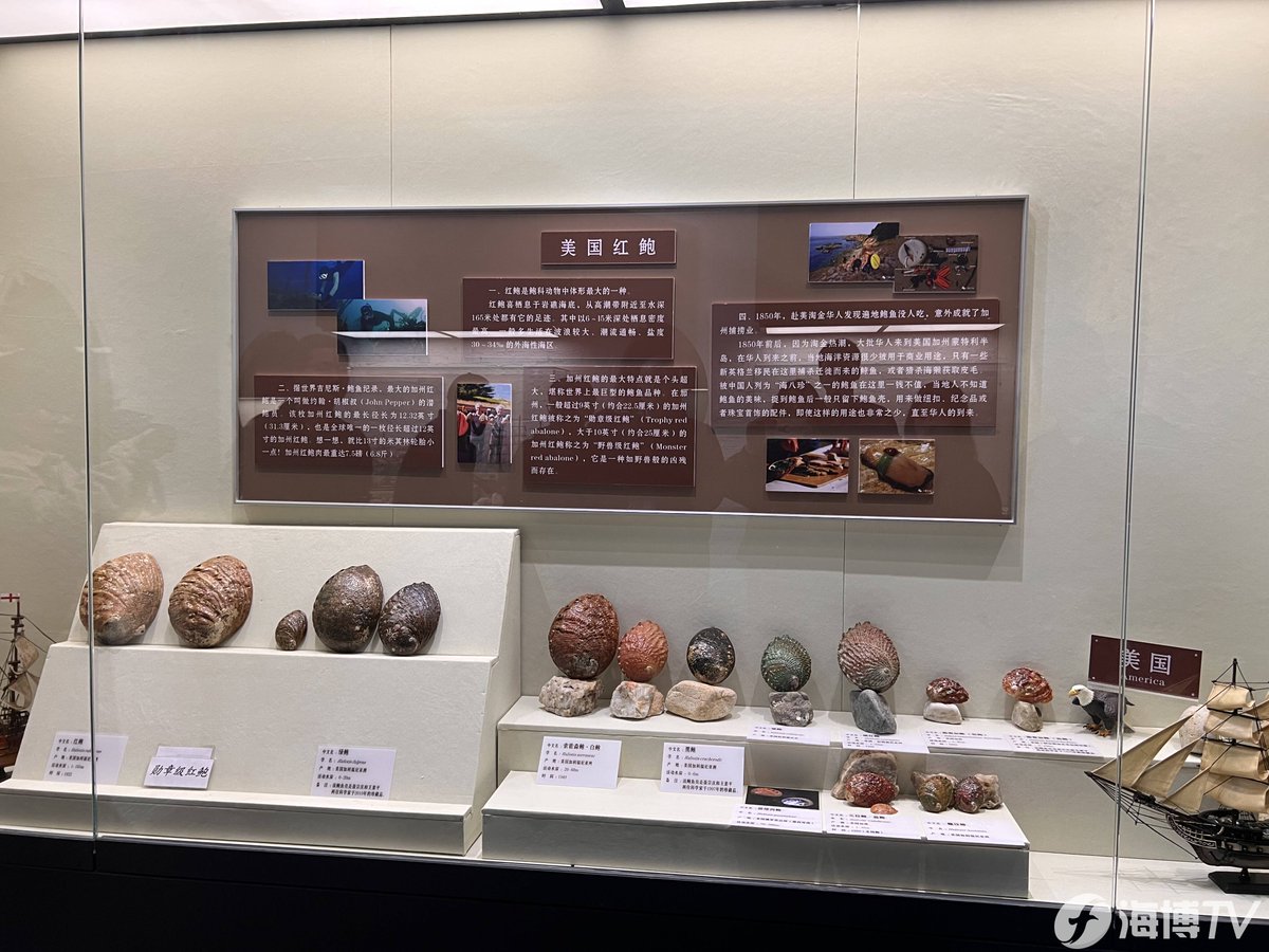 HolaFujian's tweet image. The #Abalone Museum on Nanri Island in Putian, Fujian, is the first abalone-themed museum in China. The #museum showcases a variety of exhibits, including a super large abalone specimen weighing 702 grams. This specimen was awarded the title of "#Chinese Abalone King" in 2019.
