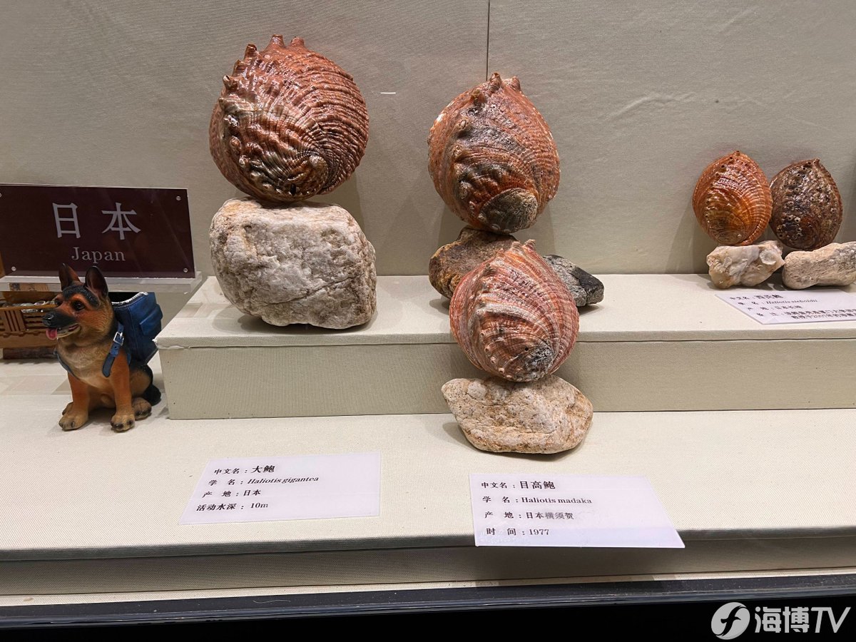 HolaFujian's tweet image. The #Abalone Museum on Nanri Island in Putian, Fujian, is the first abalone-themed museum in China. The #museum showcases a variety of exhibits, including a super large abalone specimen weighing 702 grams. This specimen was awarded the title of "#Chinese Abalone King" in 2019.