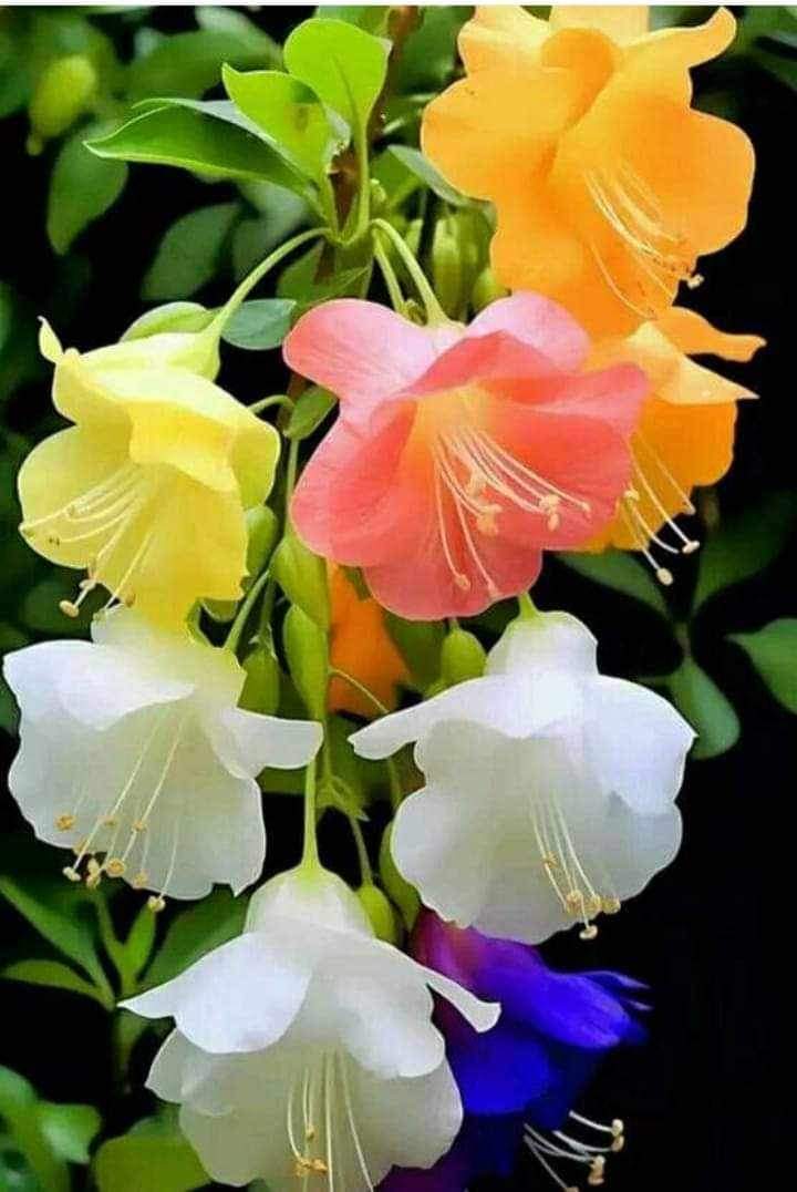 สีสวยมาก