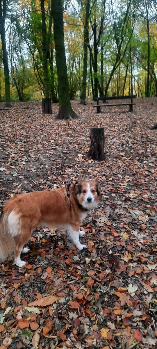 KatrinaSichel's tweet photo. Lula has matched her coat to her environment... #classydog https://t.co/6qM8lF0hB0