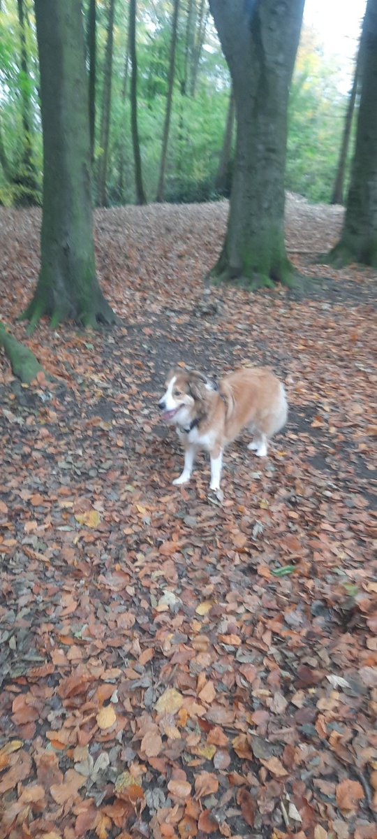 KatrinaSichel's tweet photo. Lula has matched her coat to her environment... #classydog https://t.co/6qM8lF0hB0